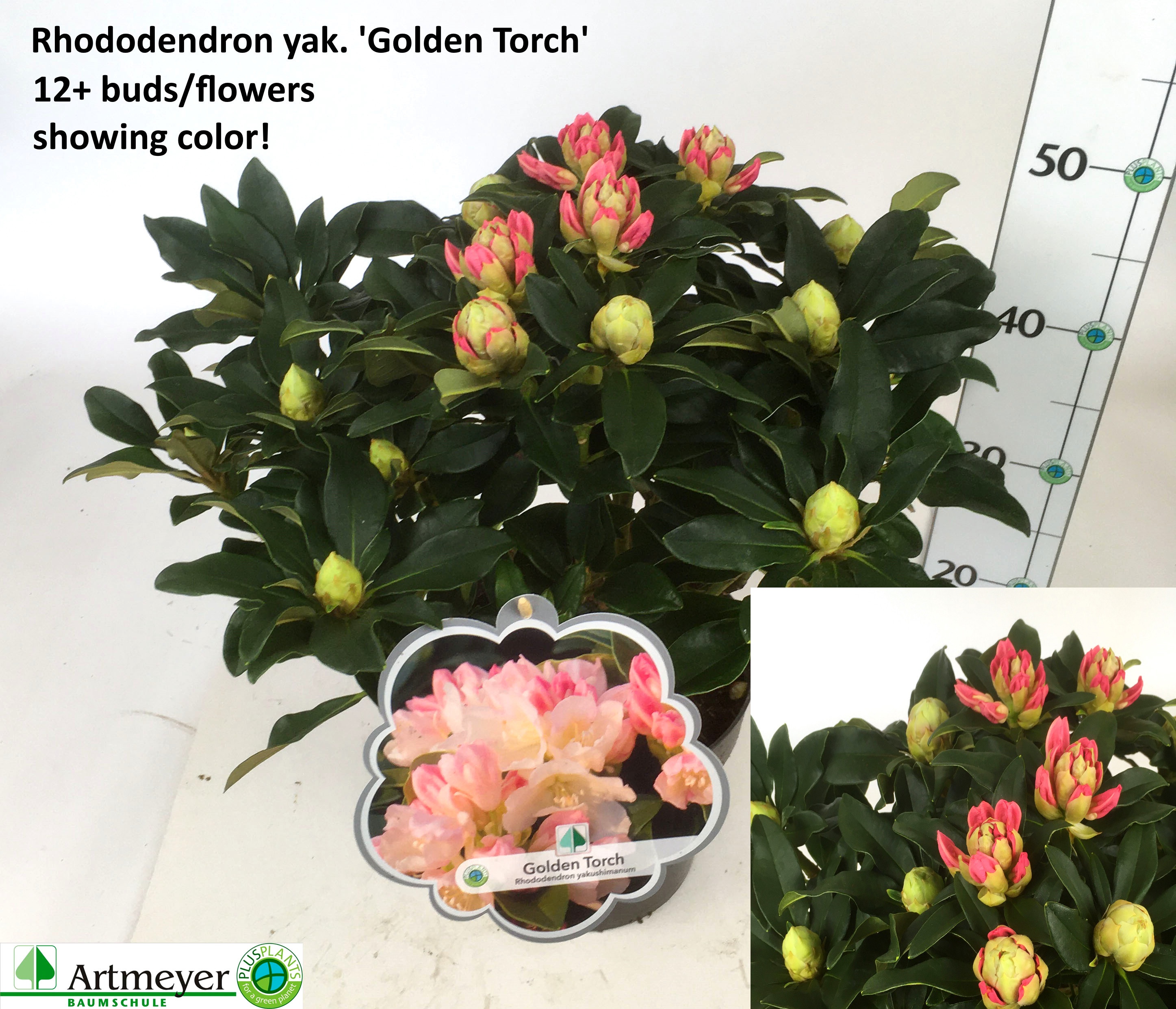 Rhododendron (Yakushimanum) 'Golden Torch' RHOD YA GOLDEN TORCH | Gardenline