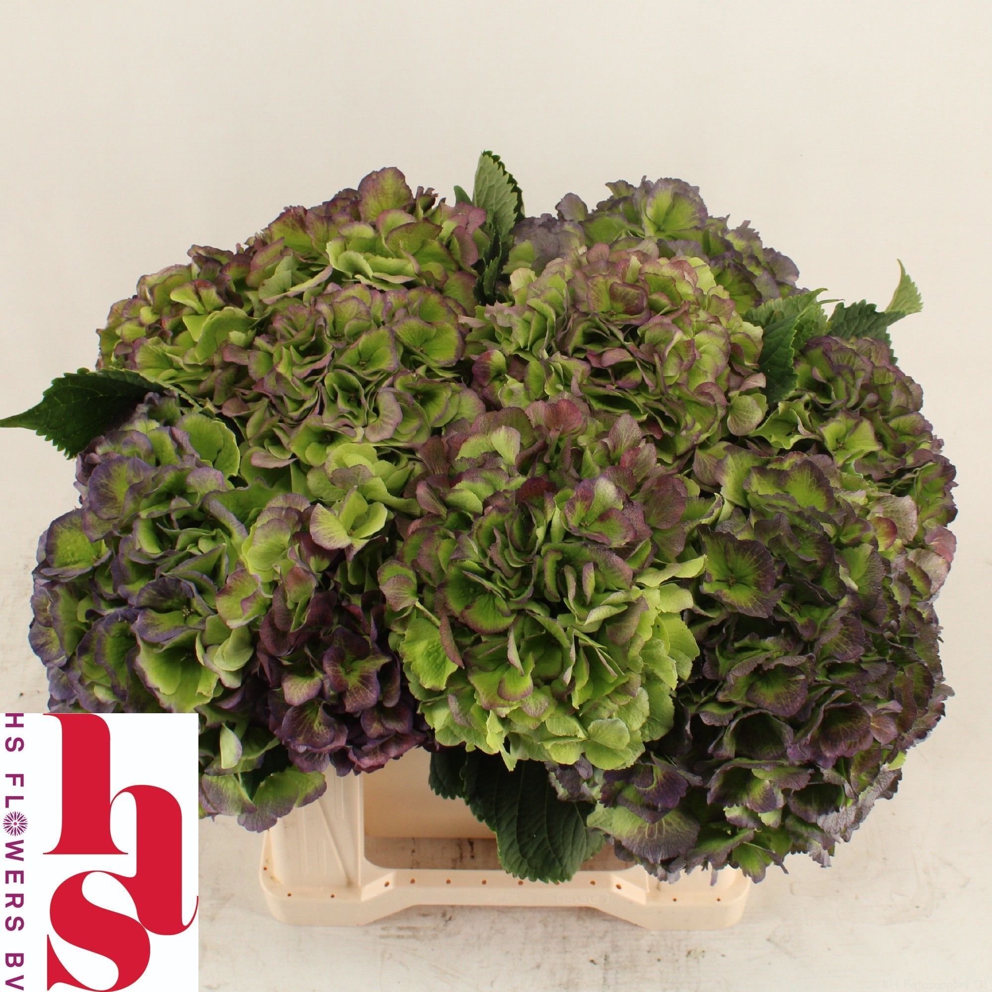 Hydrangea Verena Classic Blue 40cm 15Ø
