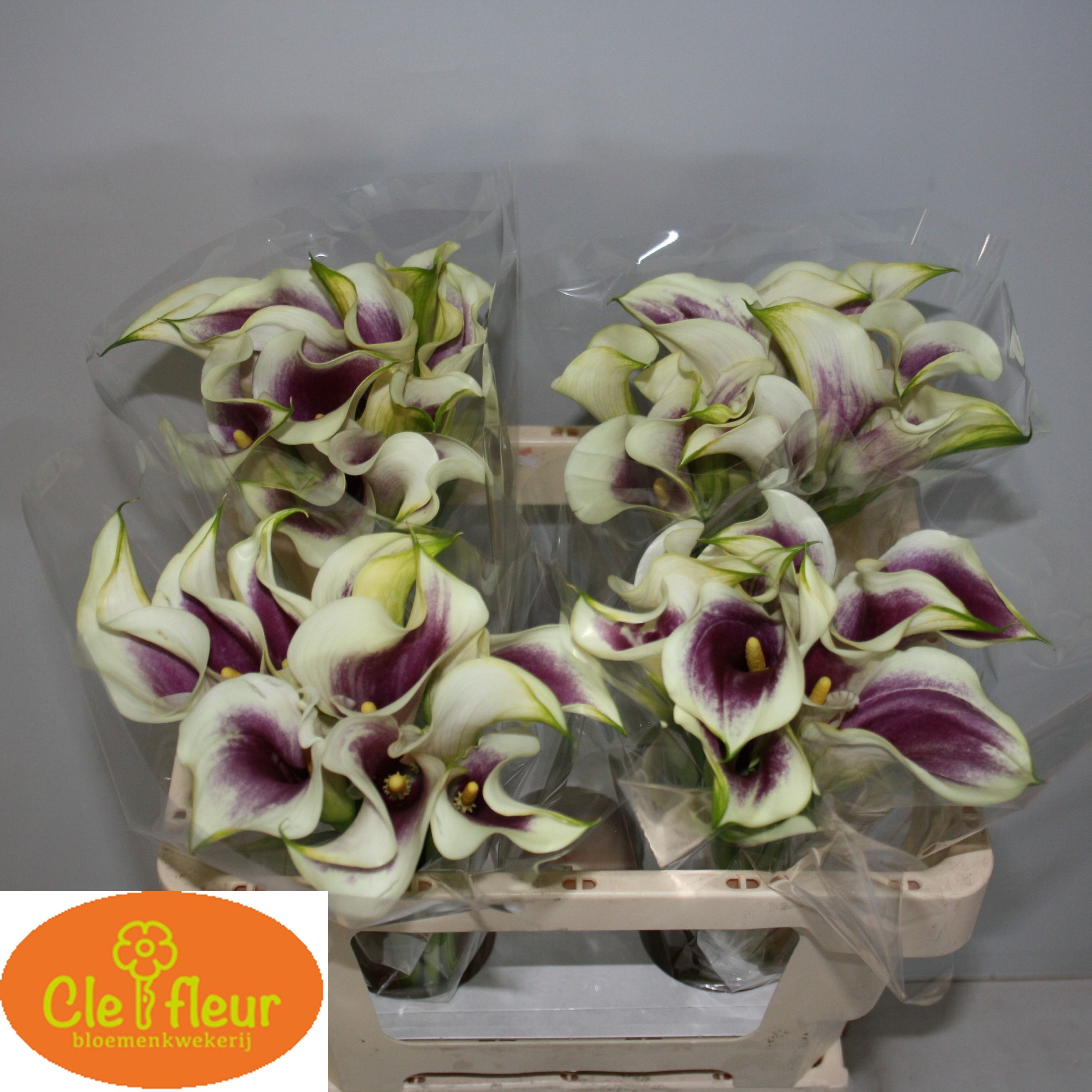 Calla Picasso 55cm