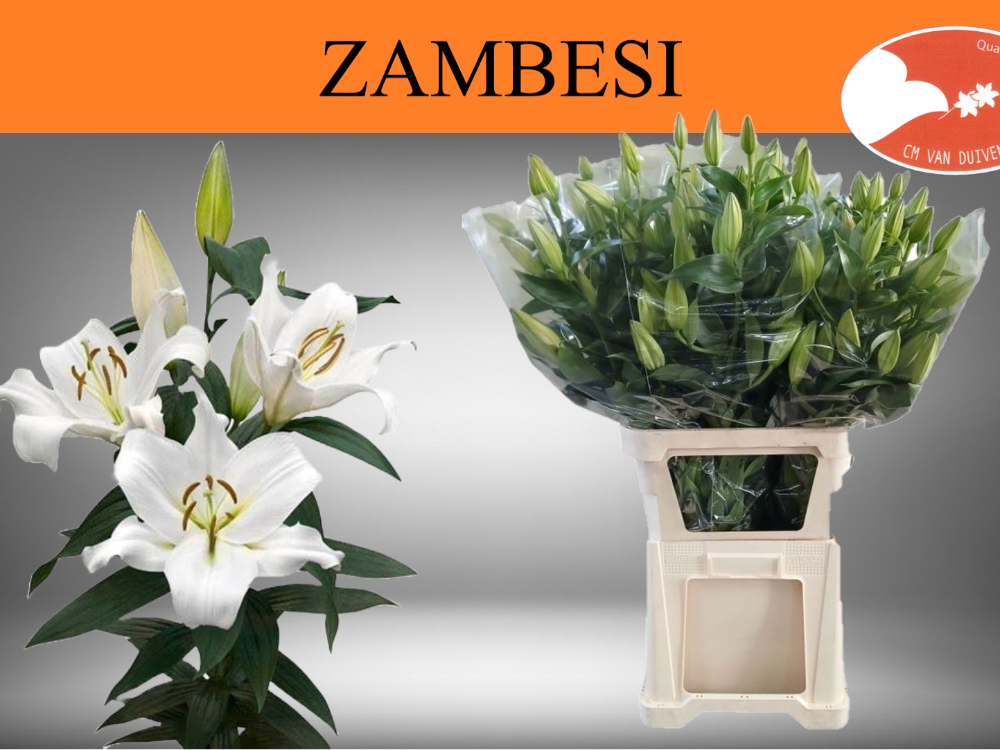 Li Ot Zambesi