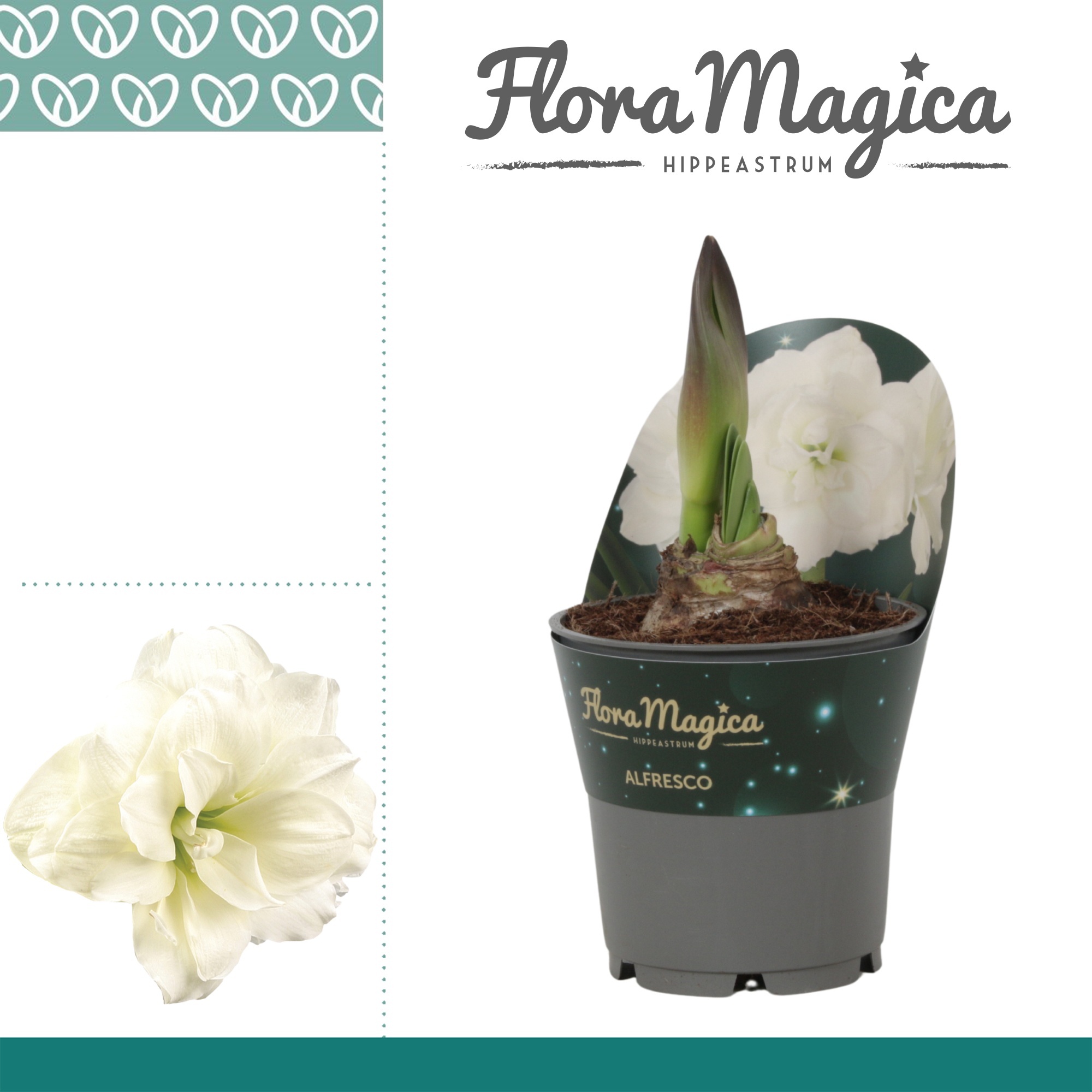 Amaryllis Alfresco in Potkraag