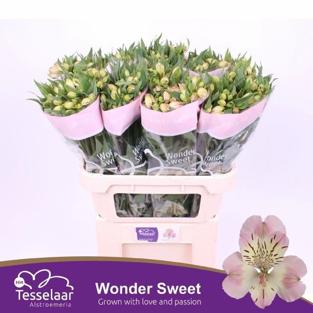Alstr Wonder Sweet