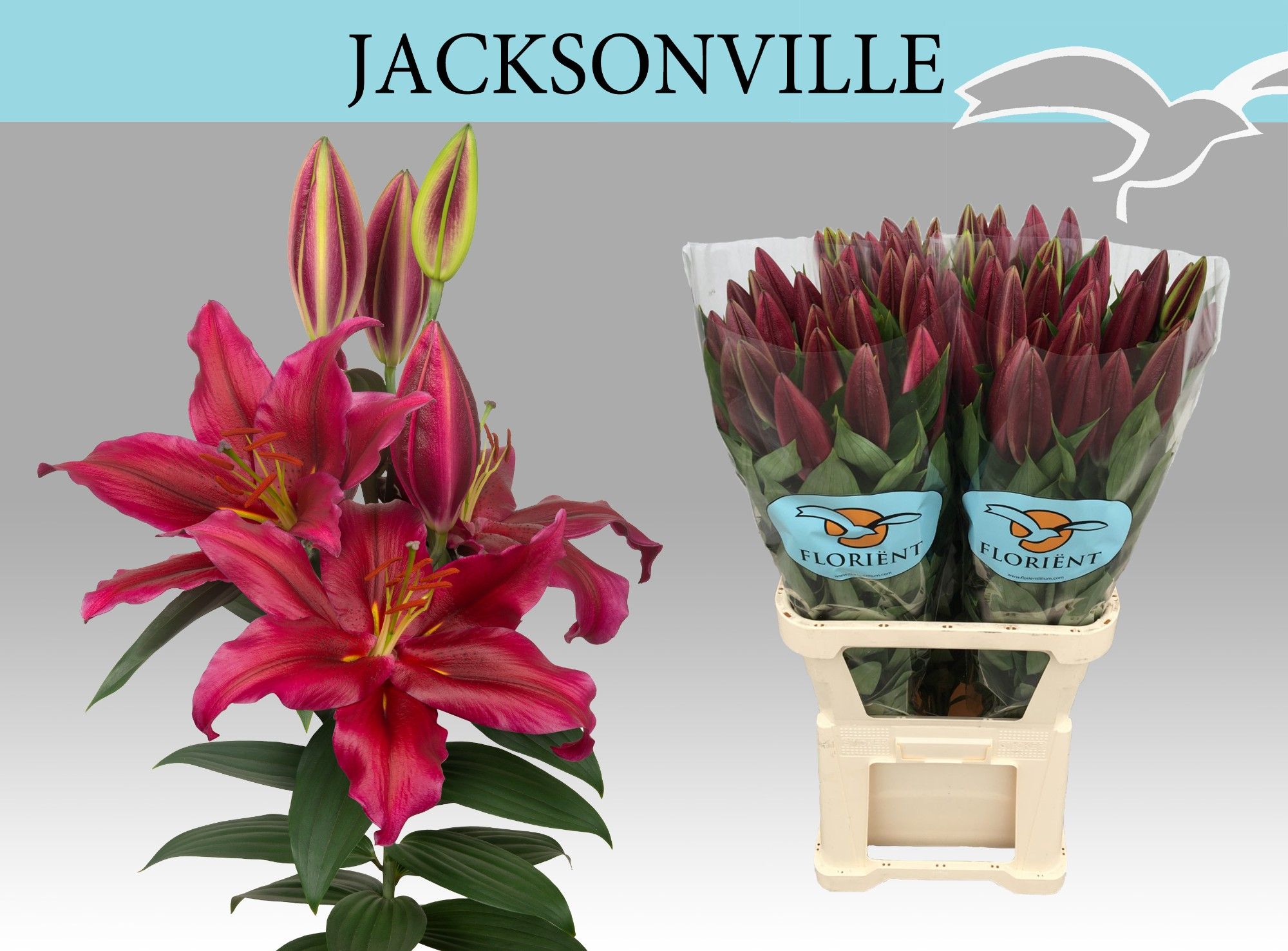 Lilium Or Jacksonville 100cm 3/5bl