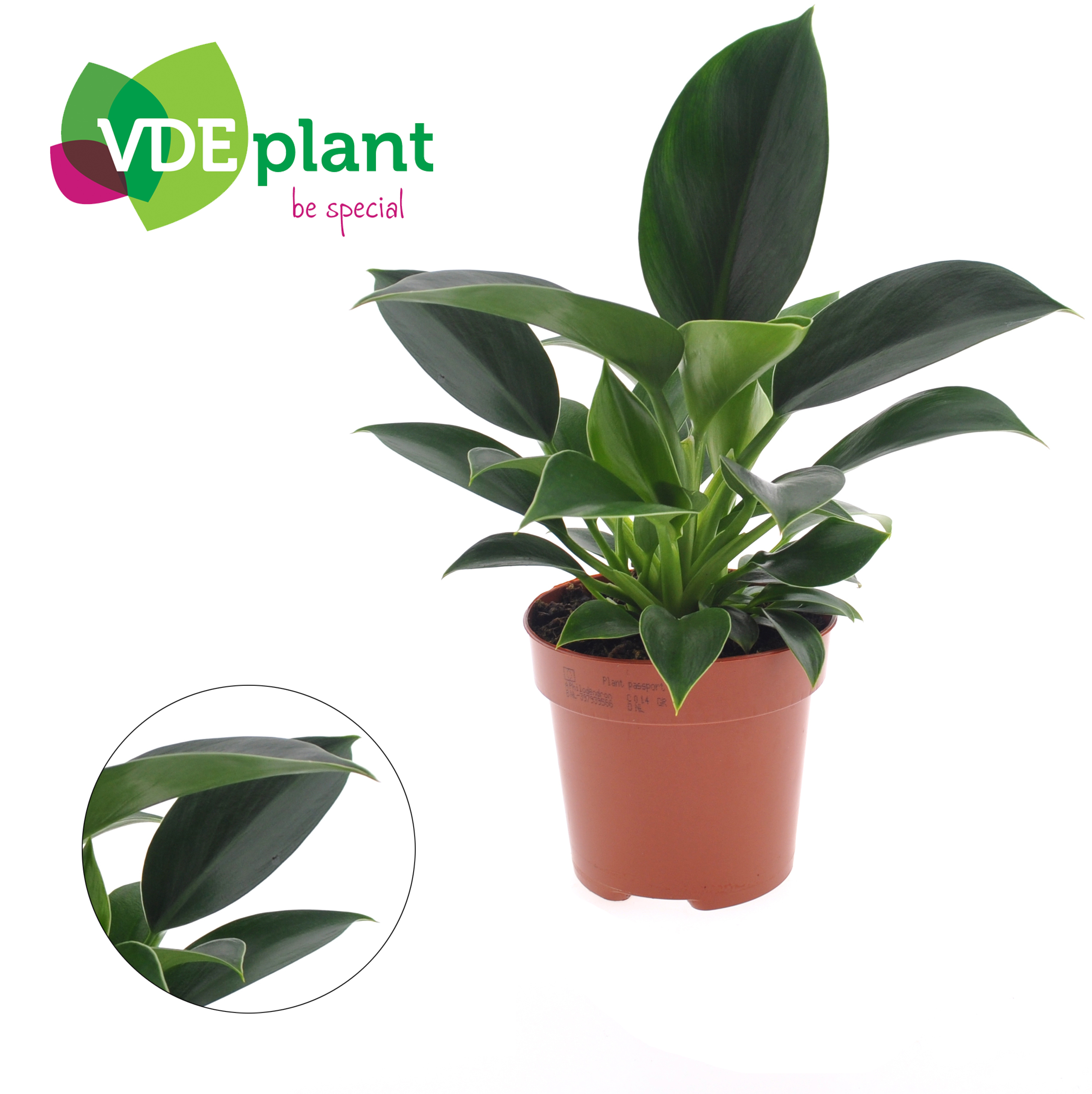 Picture of Philodendron Green Princess P12 25CM