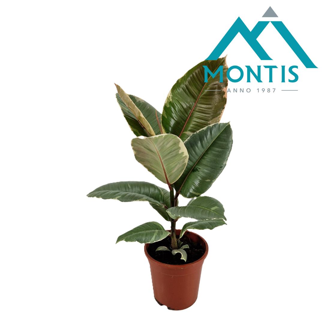 Picture of Ficus elastica Tineke P17 (2 Ltr) 55CM