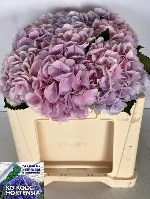 Hydrangea Verena Blue 50cm 19Ø