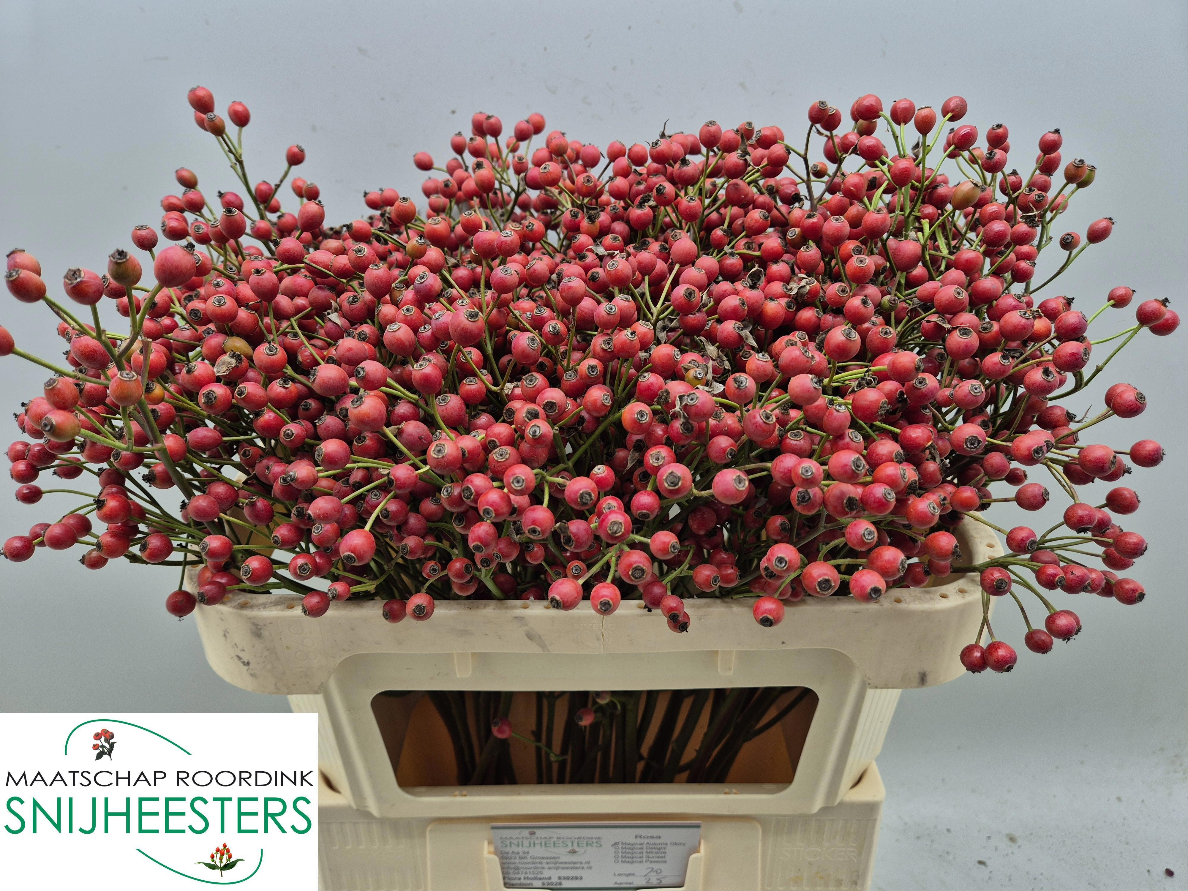 Rosa Mag Autum Glory 70cm