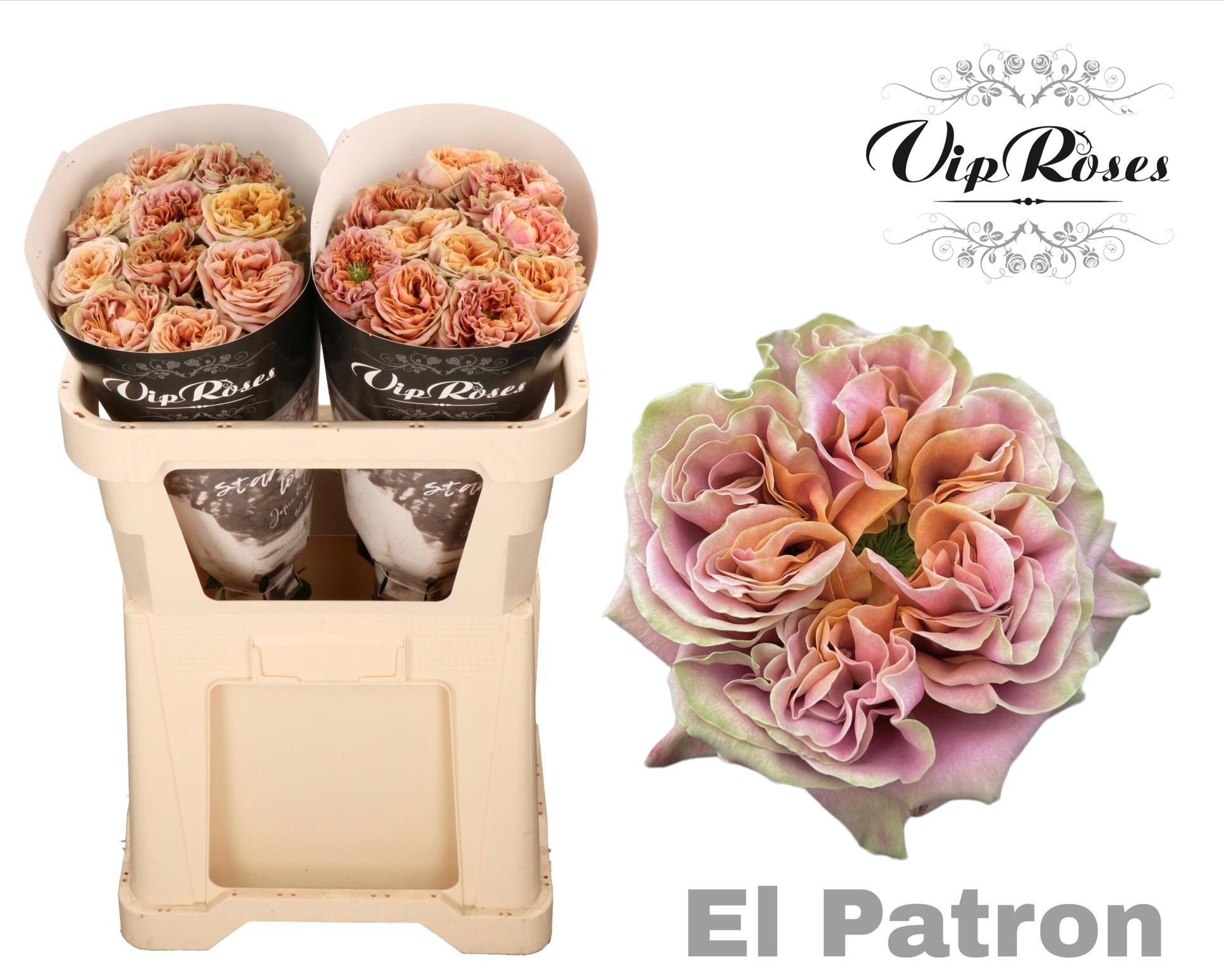 R Gr El Patron