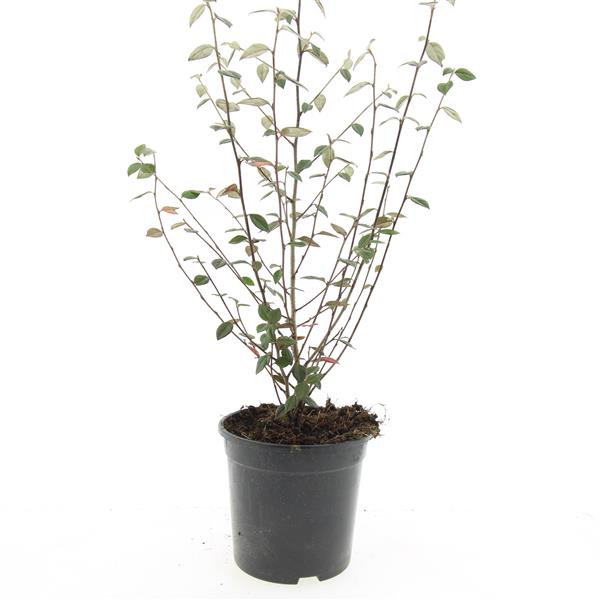 Picture of Cotoneaster franchetii P14