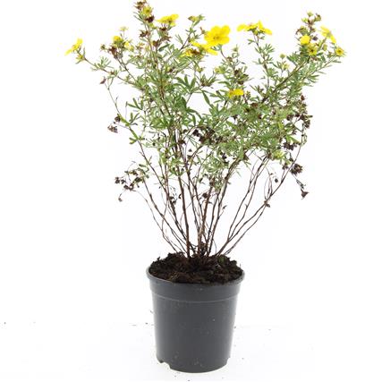 Picture of Potentilla f. Goldfinger P14