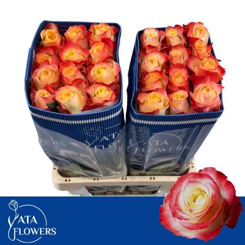 Rosa Cabaret 60cm