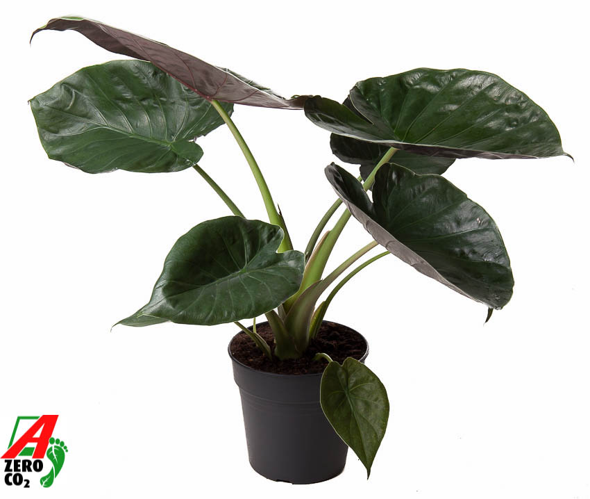 Picture of Alocasia Wentii P24 100CM