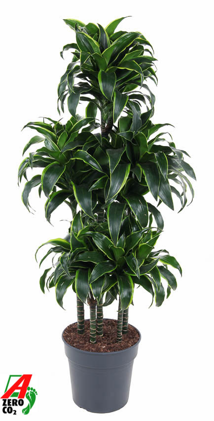 Picture of Dracaena Dorado 90-carrousel P31 140CM