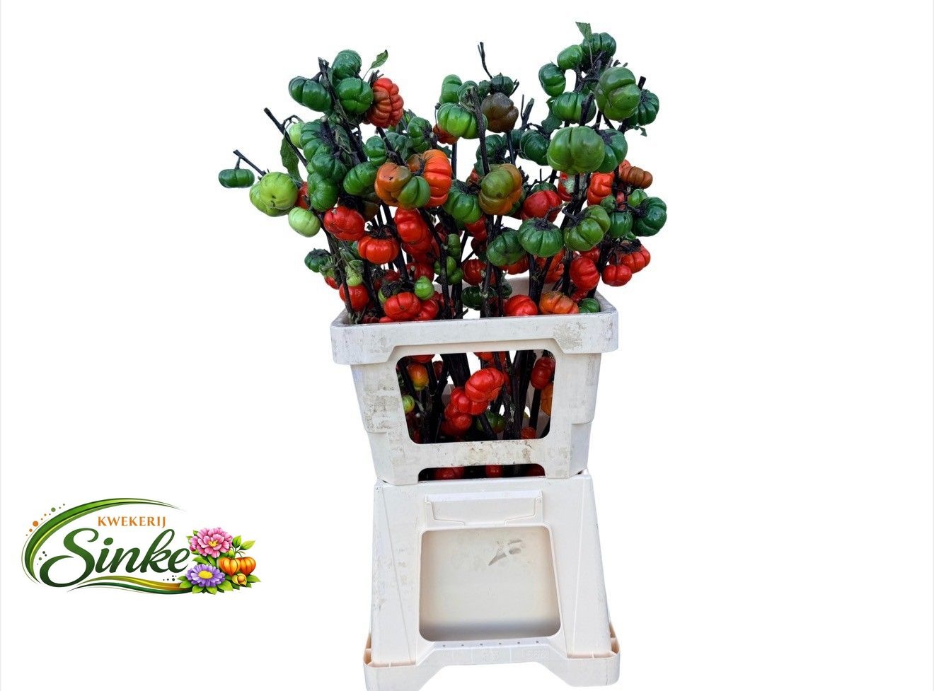 Sola In Tomaat Tak 70cm
