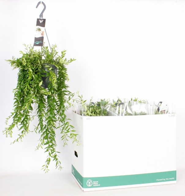 Aeschynanthus 'Japhrolepis' - Aeschynanthus Hangplant