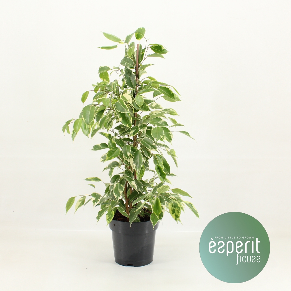 Picture of Ficus benjamina Golden King P17 70CM