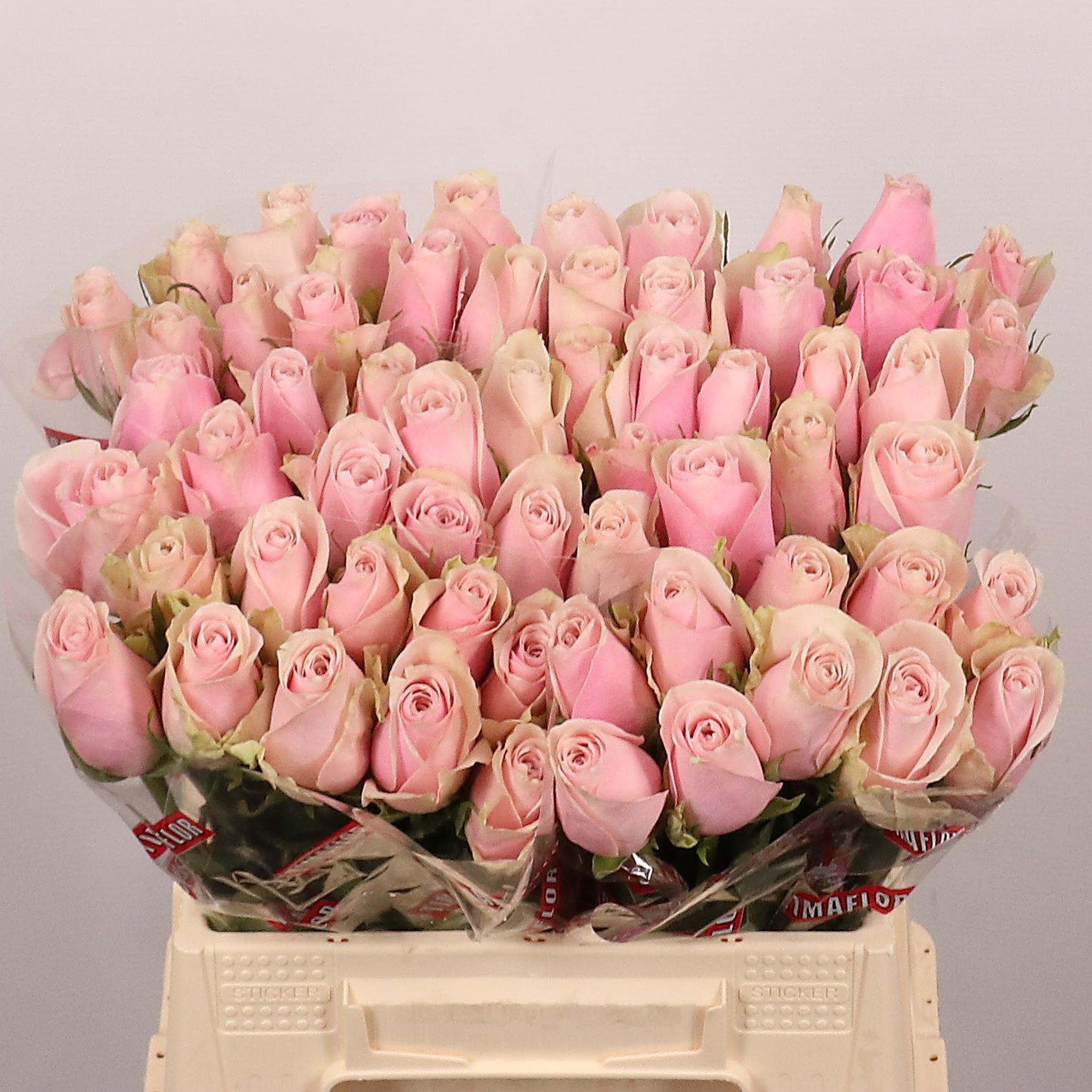 Rosa Pink Athena 40cm