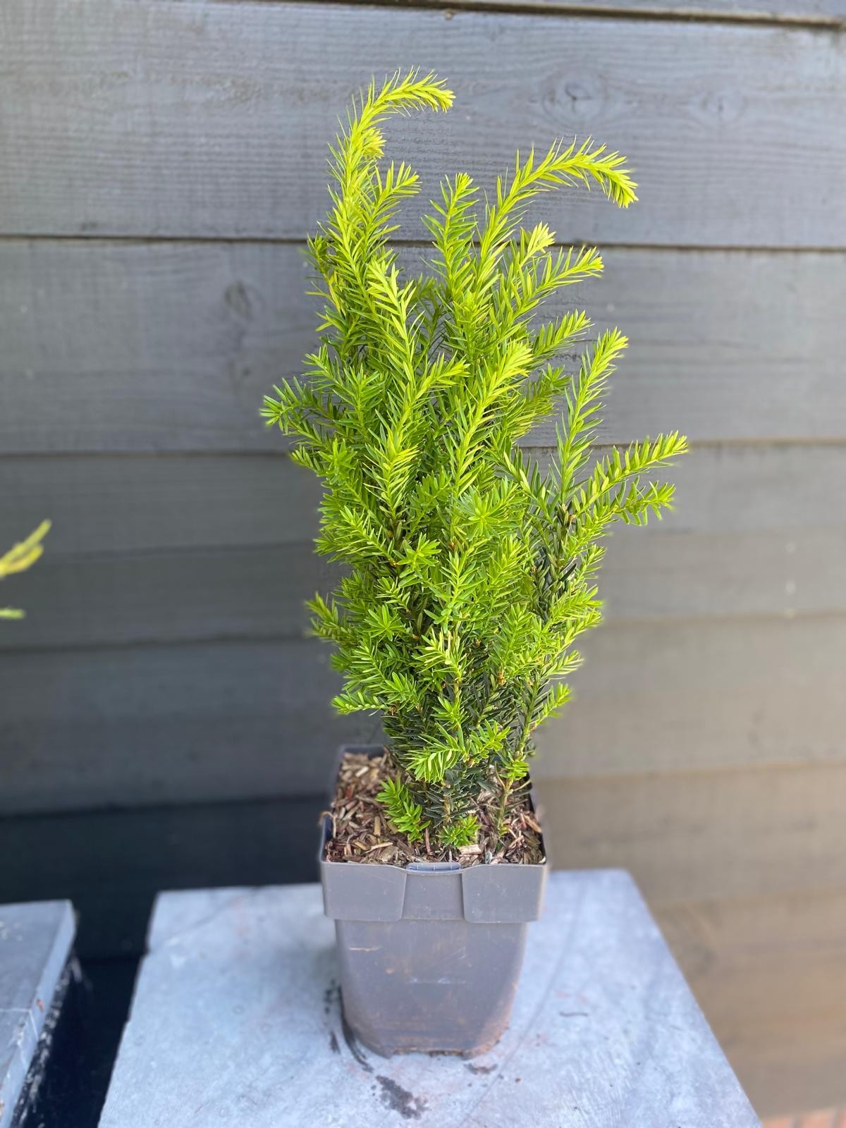 Picture of Taxus media 'Hillii' P17