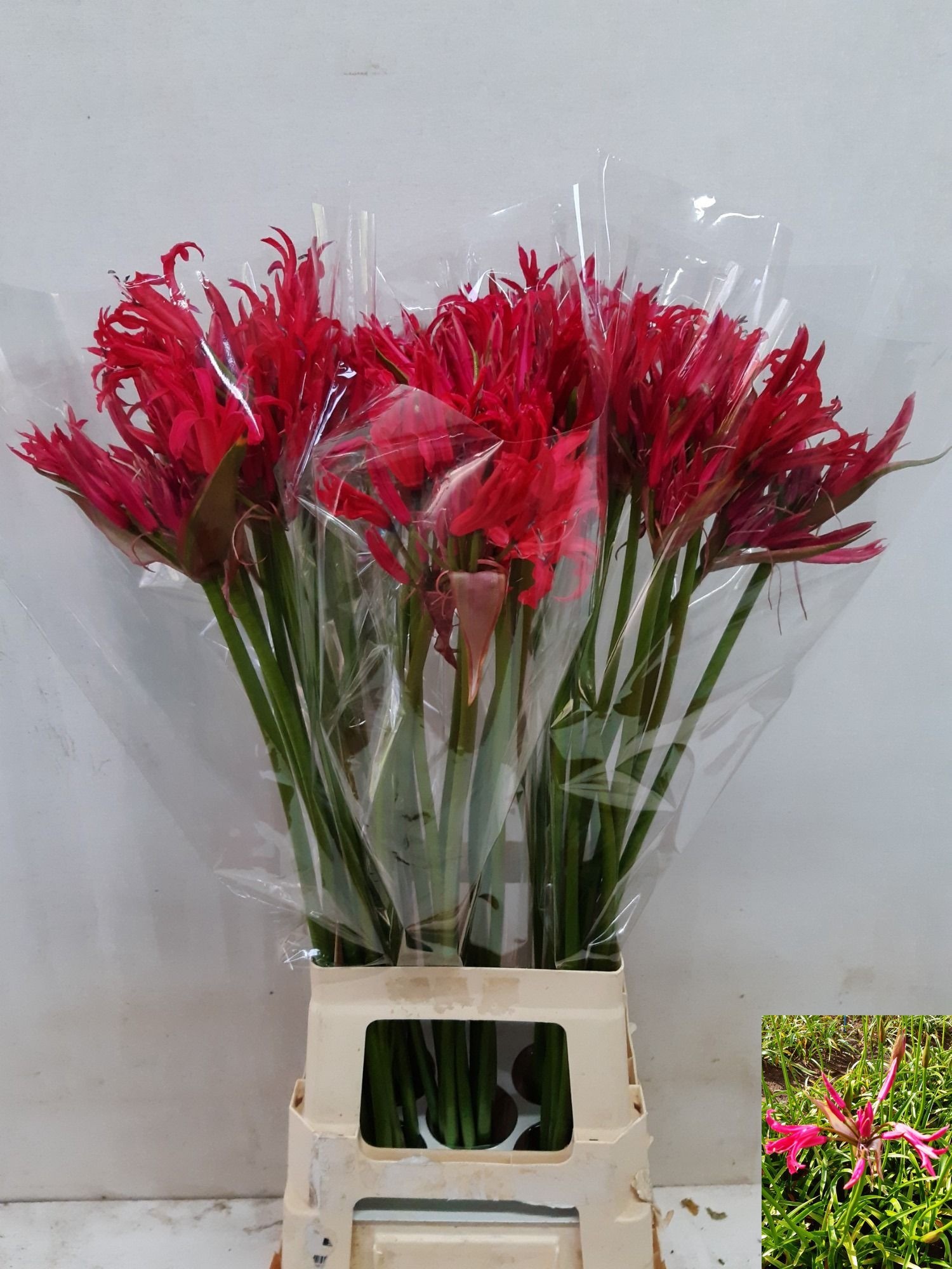 Ne Bo El Pink Charm 80cm