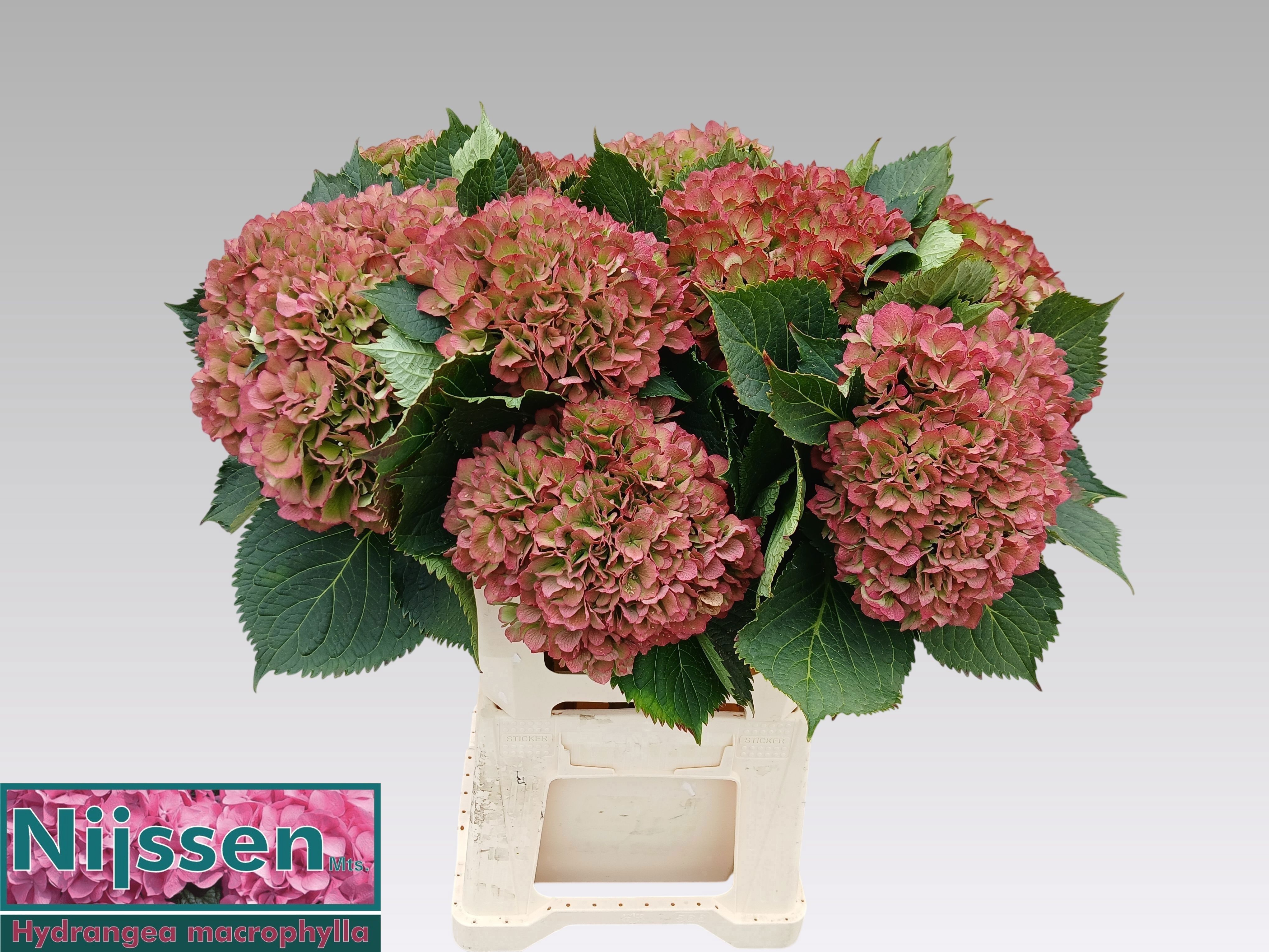 Hydrangea Elbtal Classic Pink 60cm 20Ø