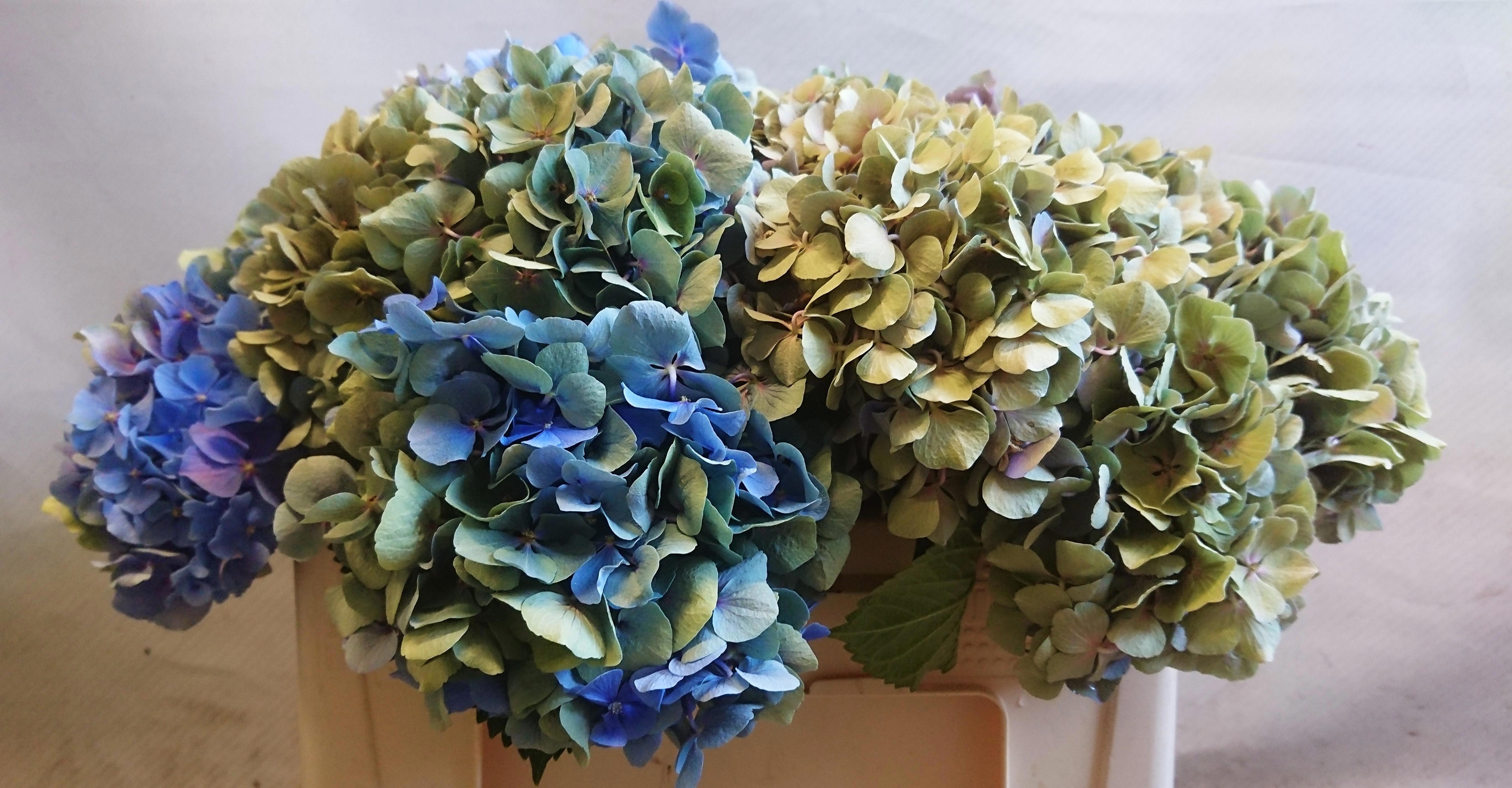 Hydrangea Bodensee Clas 45cm 17Ø