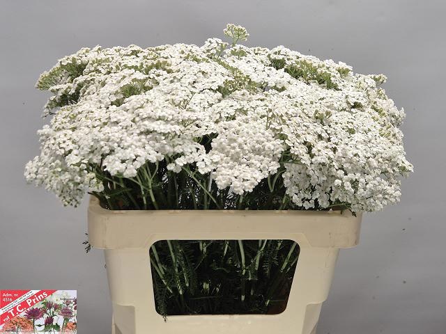 Achil M White Beauty