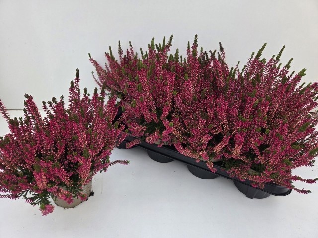 Callu Ga G Franca 12Ø 24cm