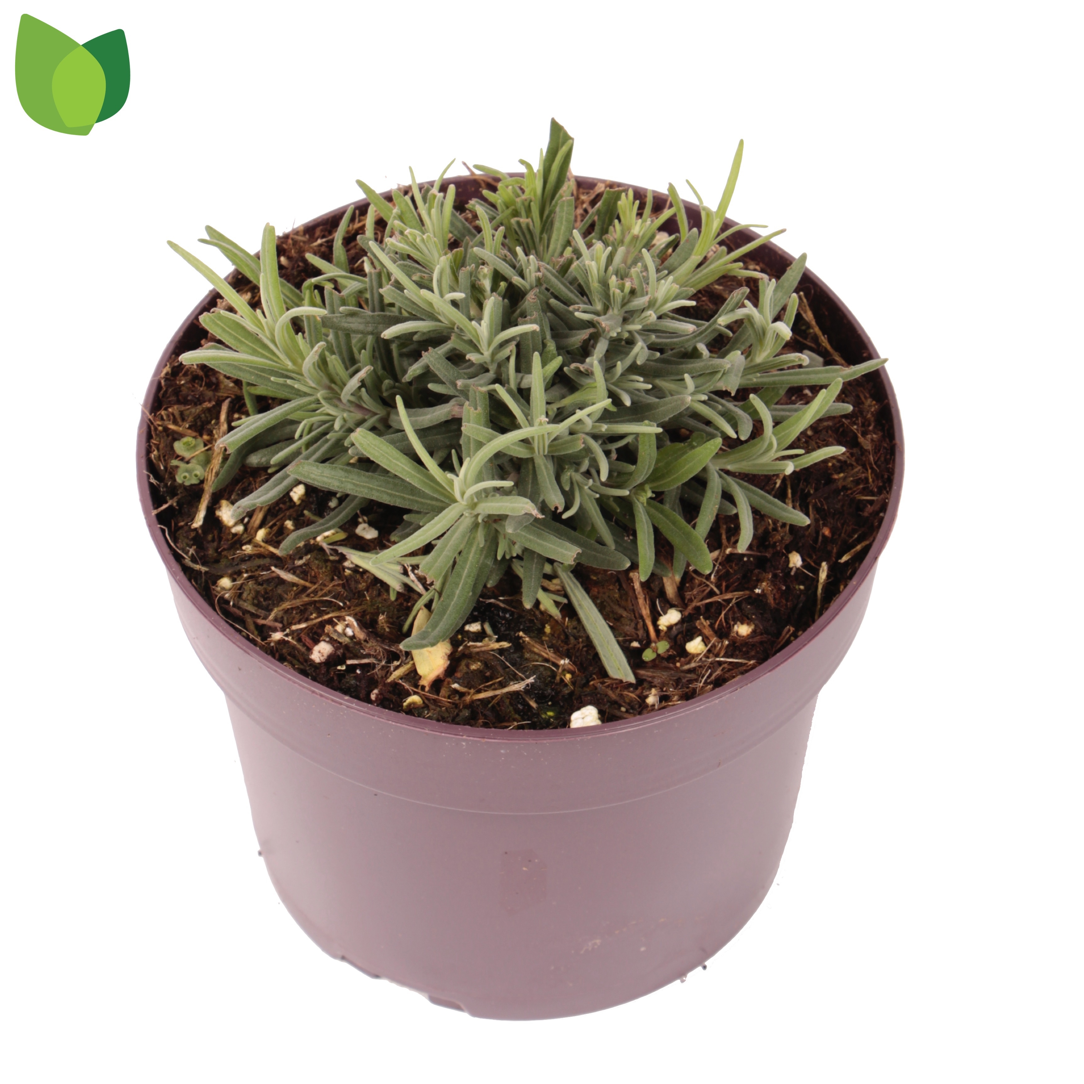 Lavandula angustifolia 'Munstead'