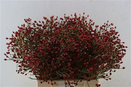 Rosa Ov