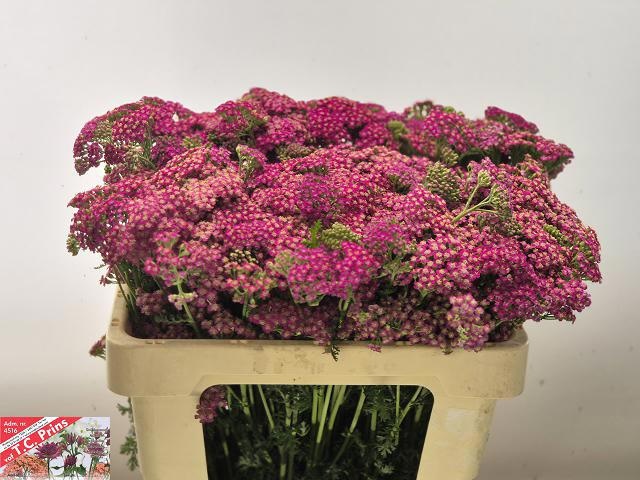 Achillea Masterclass Purple 55cm
