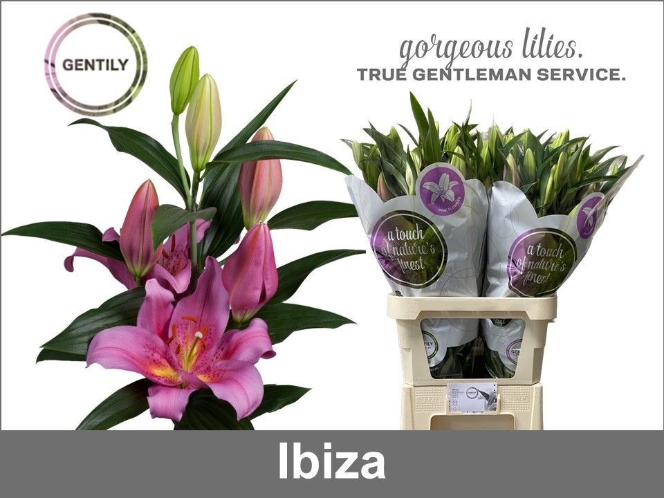 Li Or Ibiza 80L.cm 35+knop 23bloei