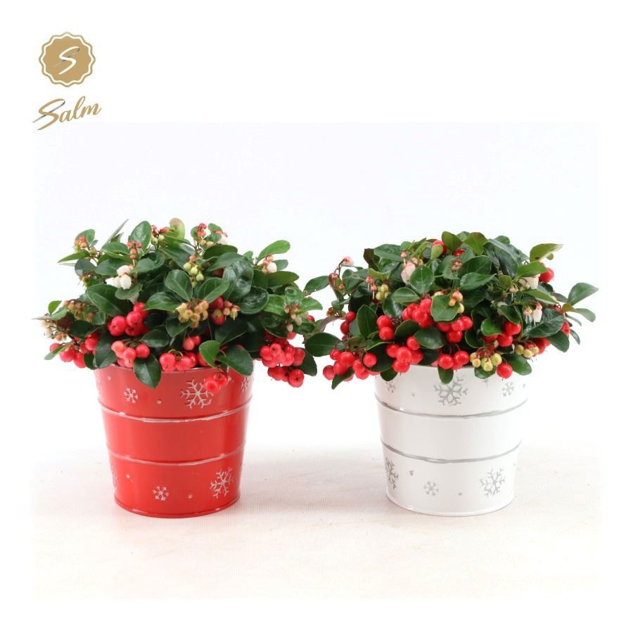 Gaultheria 'Ciao Bella'® in Zinc X-mas Duo