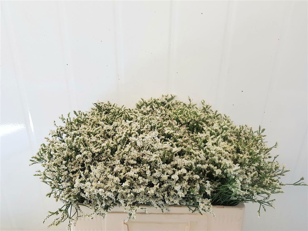 Limonium Tip Top 50cm 12gram
