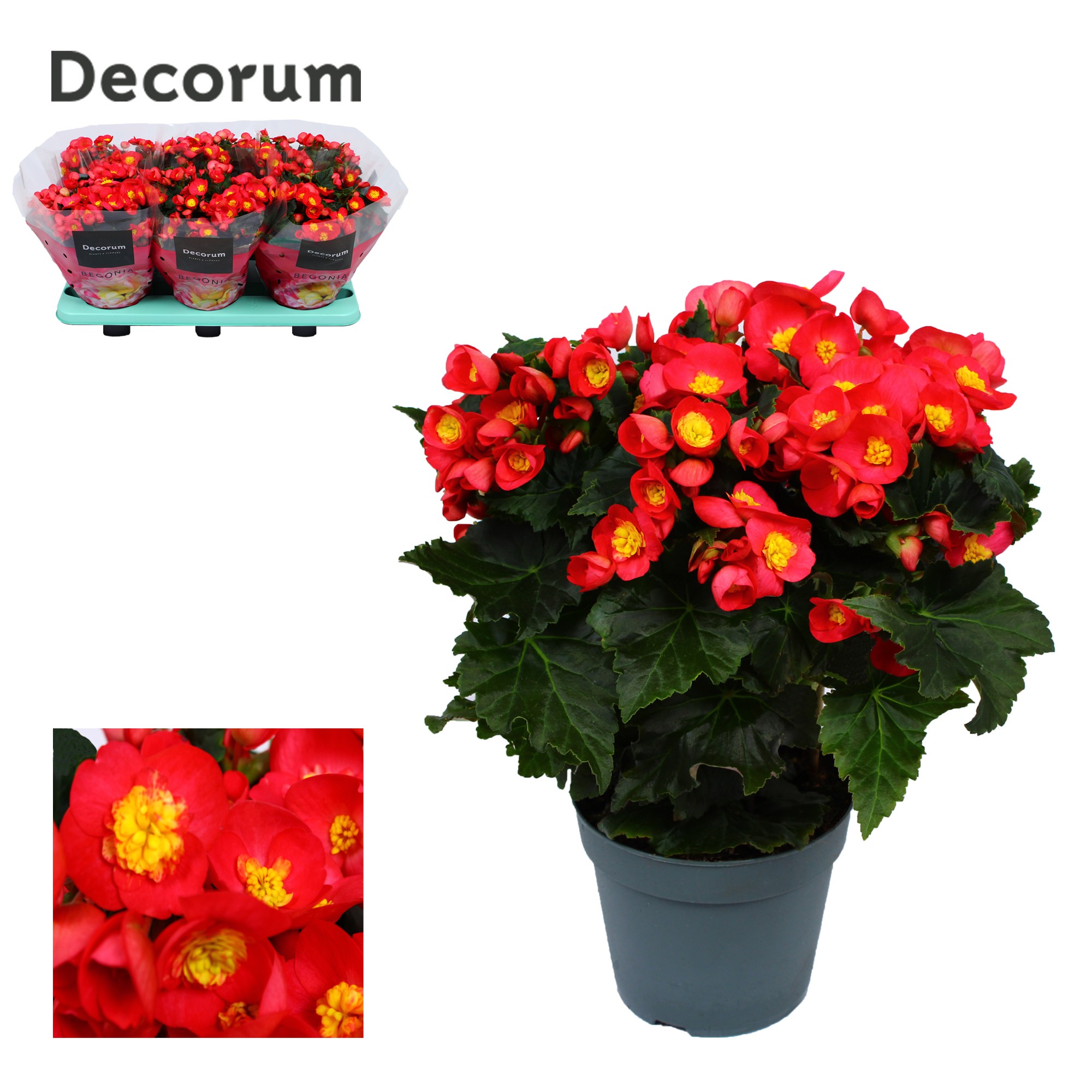 Begonia 'valentino pink' Decorum