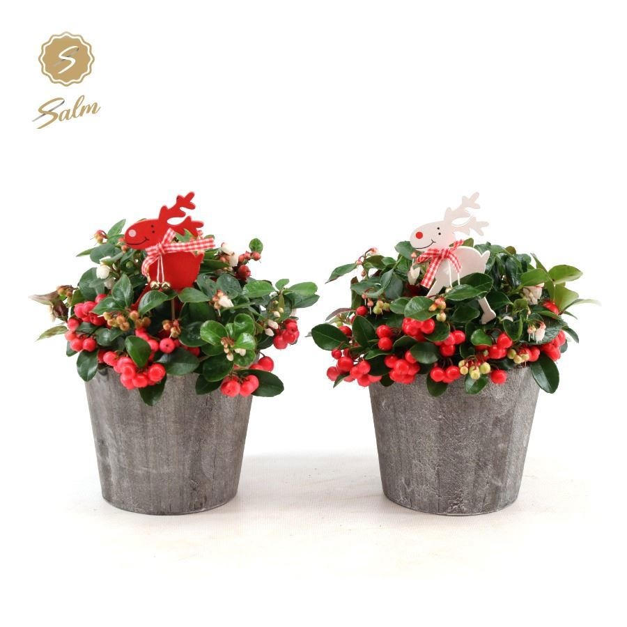 Gaultheria 'Ciao Bella'® in Wood + Reindeer