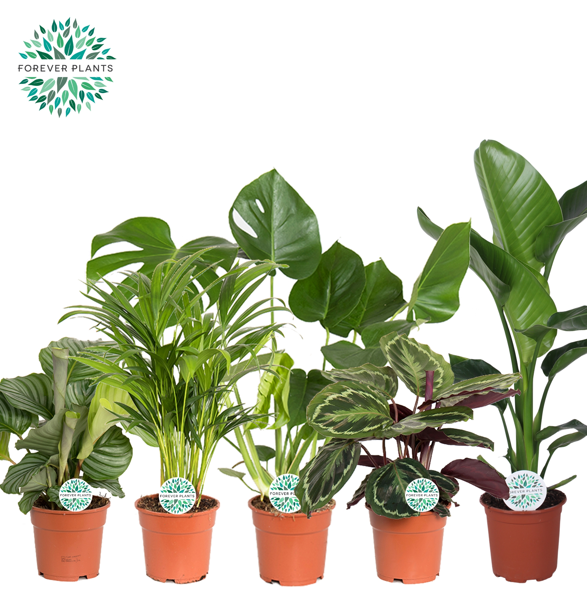 Picture of Houseplants Post Mountain in 4 varieties P17 60CM