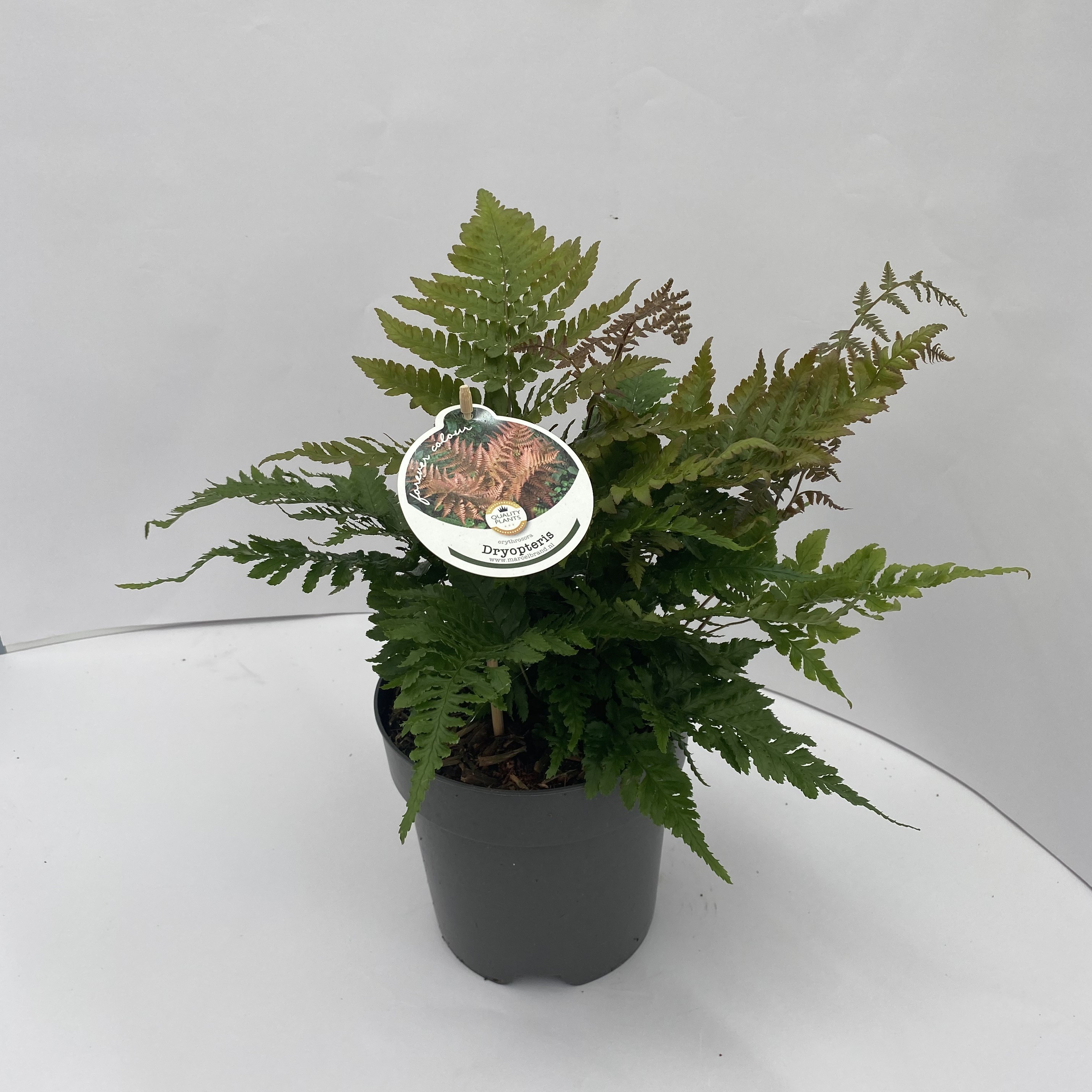 Picture of Dryopteris erythrosora P17 (2 Ltr)