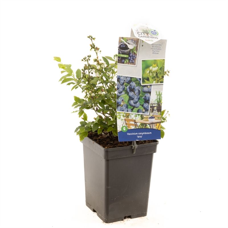 Vaccinium cor. x Vac. angust. Arto Compacte blauwe bes (pluk augustus)