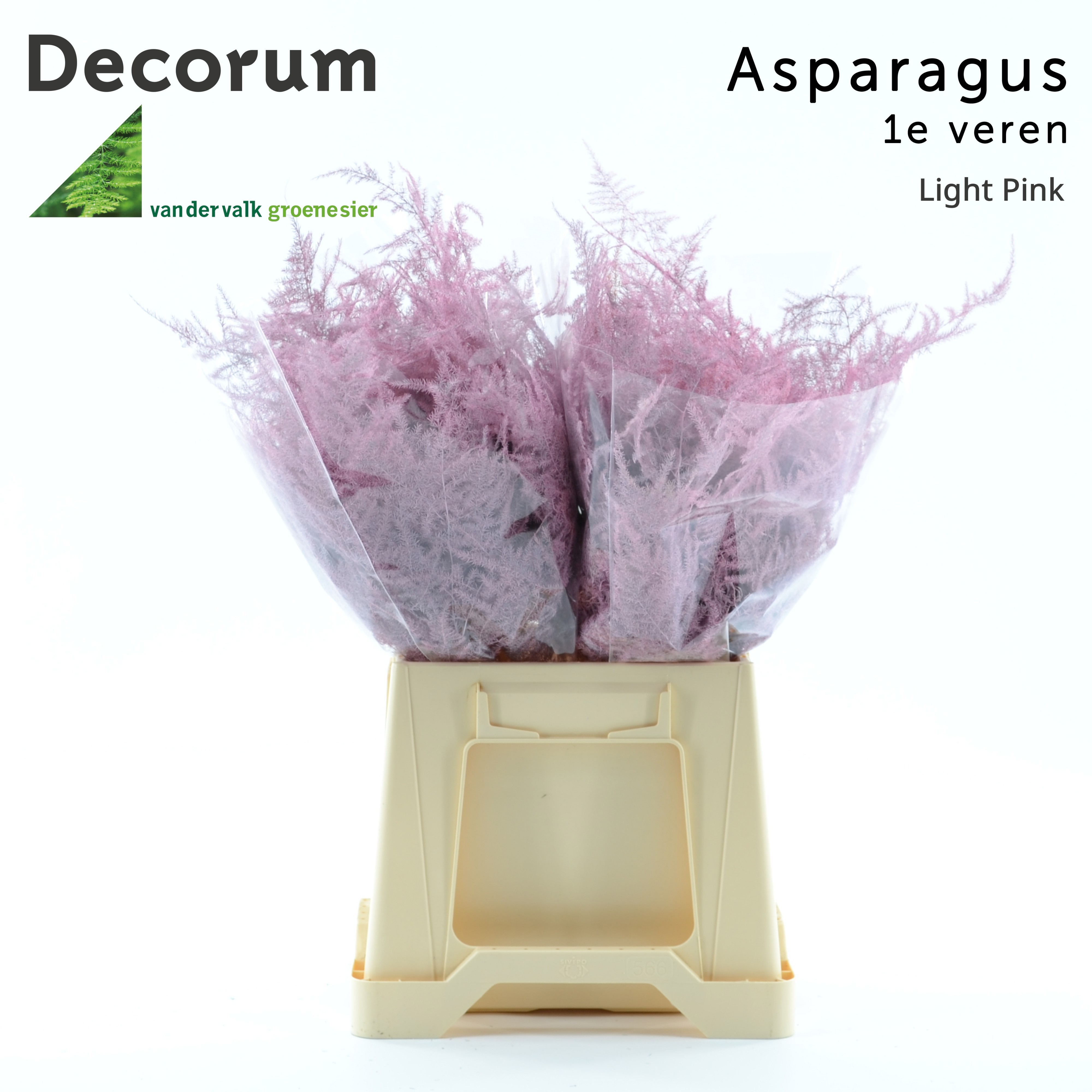 Asp 1e Veren Light Pink