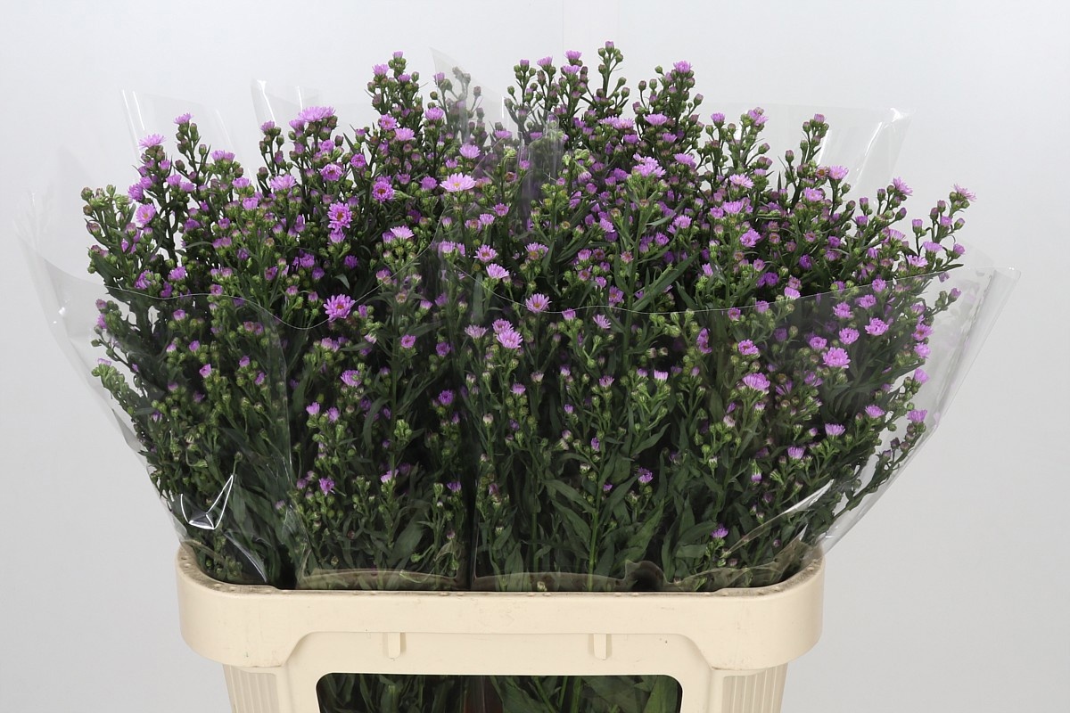 Aster Painted Lady 80cm 50gram