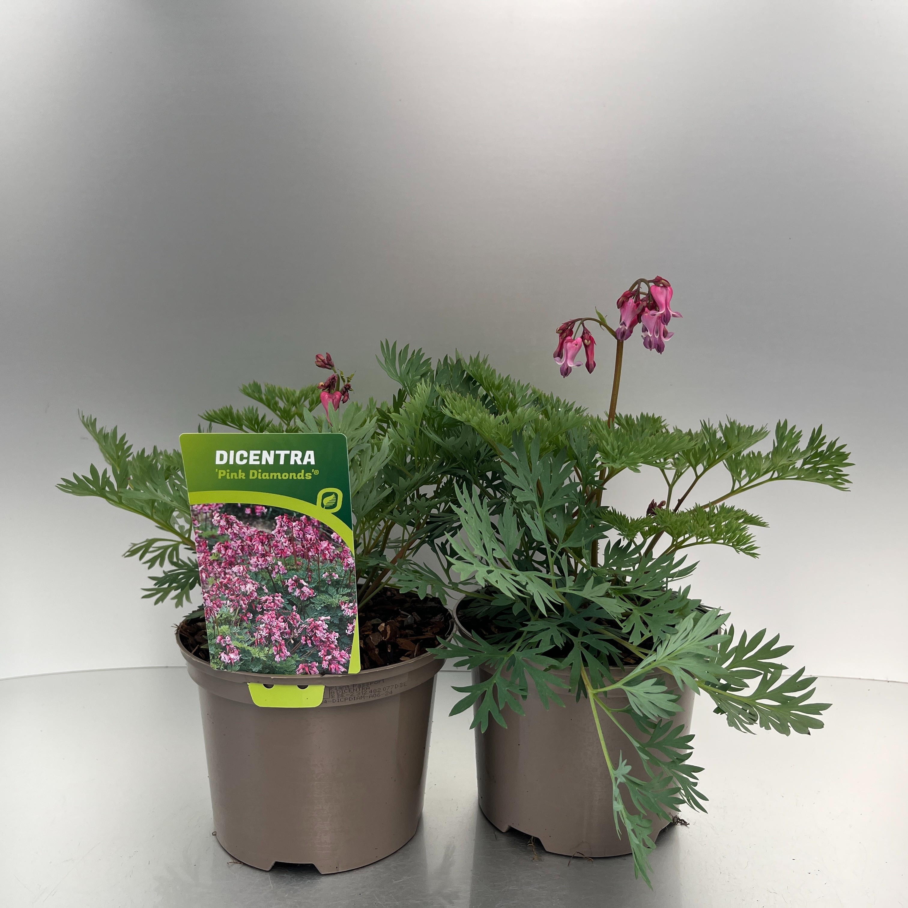 Picture of Dicentra Pink Diamonds P17 (2 Ltr)