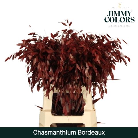 Chasmanthium L70 Bordeaux