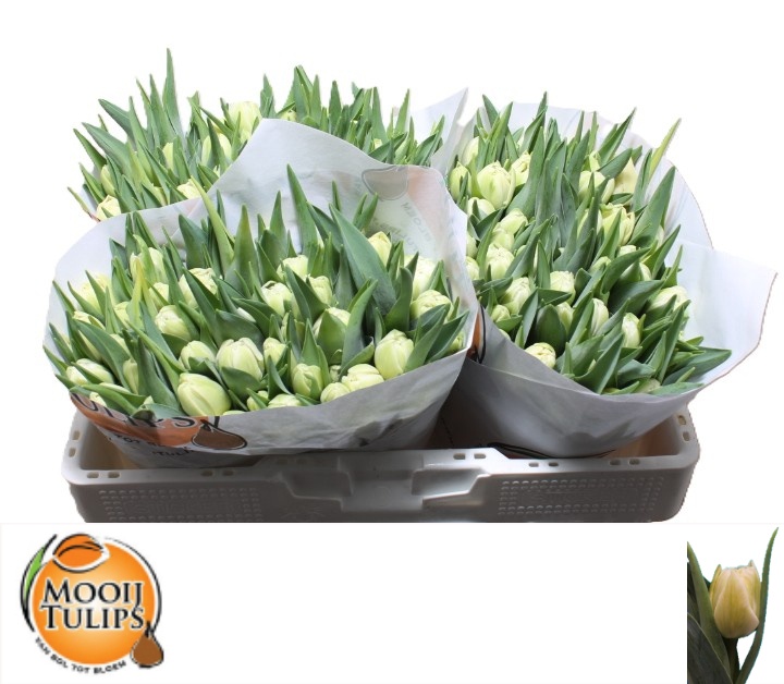 Tulipa Double Avant Garde 33cm 26gram