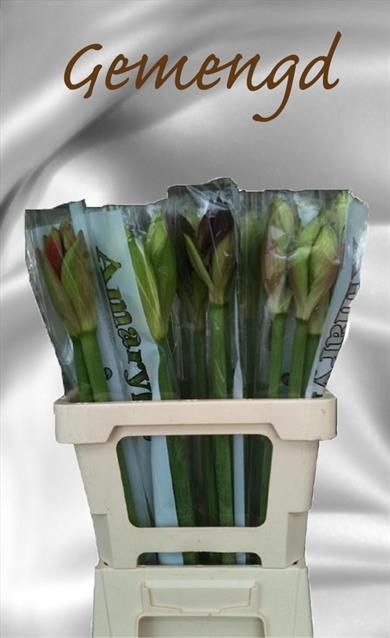 Hippeastrum Mixed 2bl