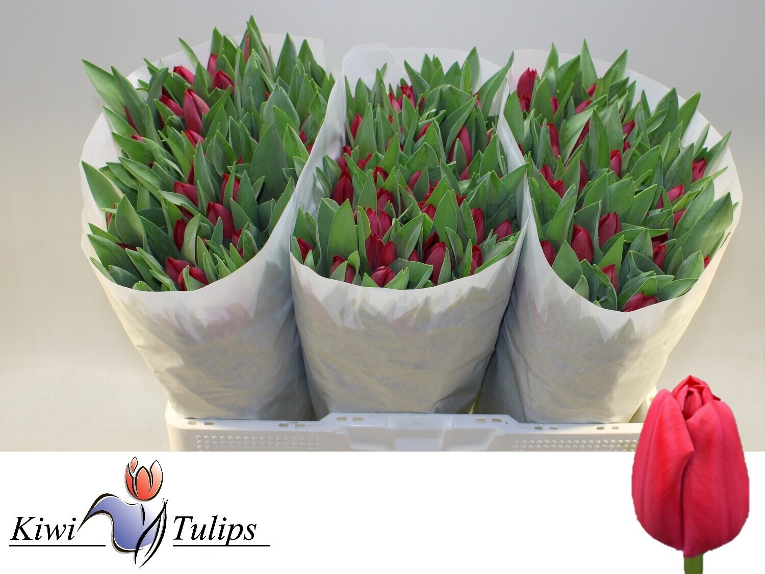 Tulipa Curry 42cm 28gram