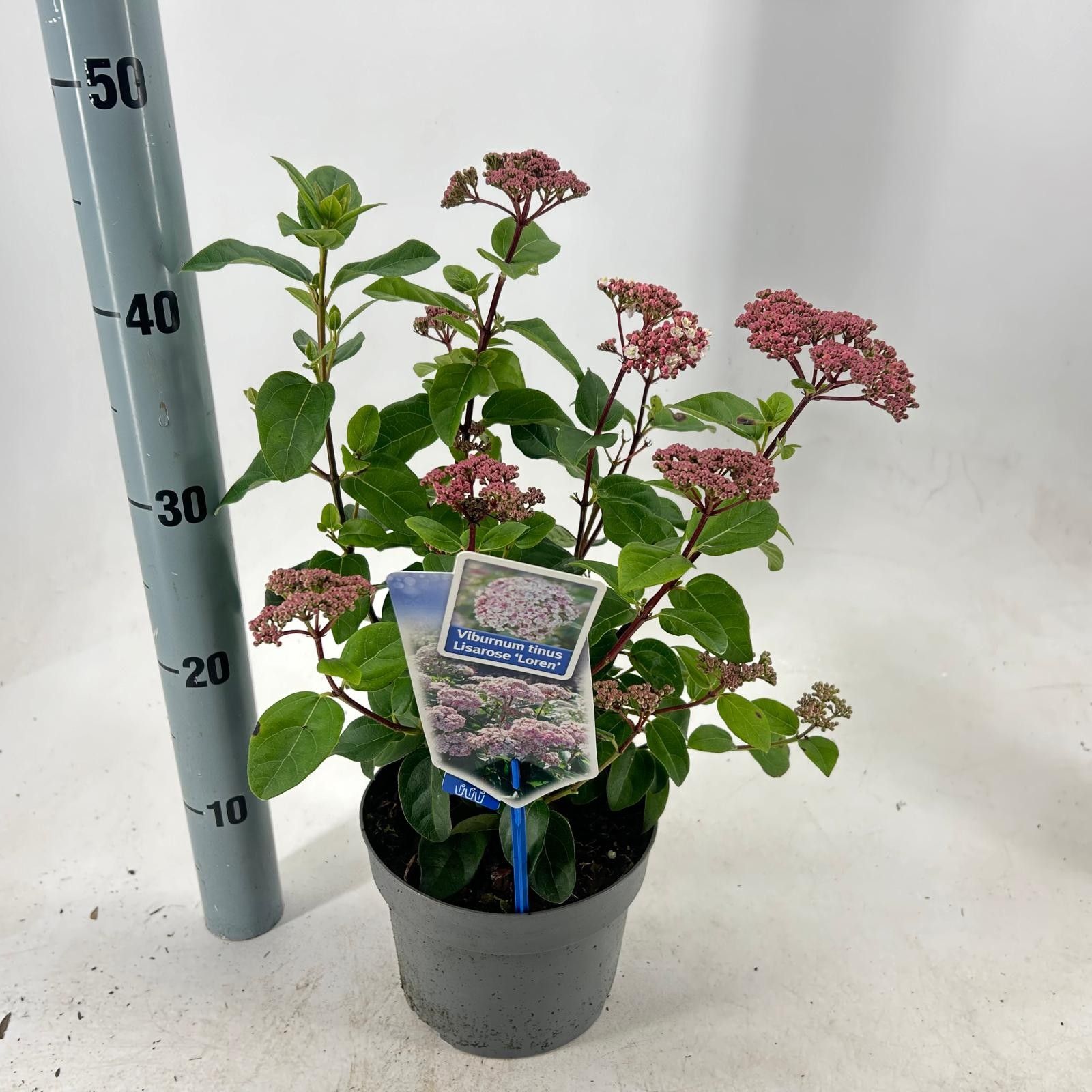 Picture of Viburnum tinus Lisarose ('Loren'PBR)