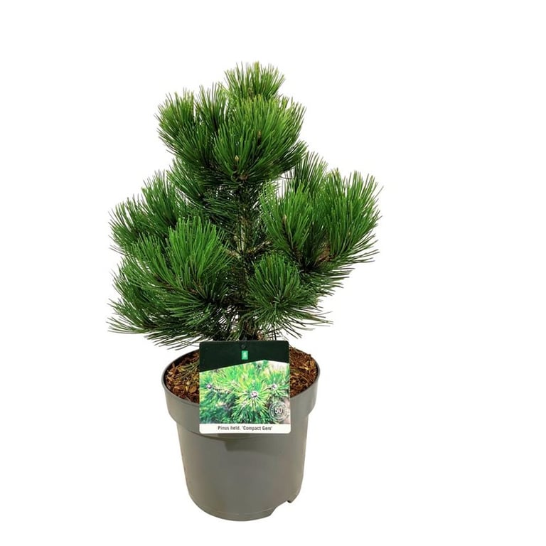 Picture of Pinus held. 'Compact Gem'