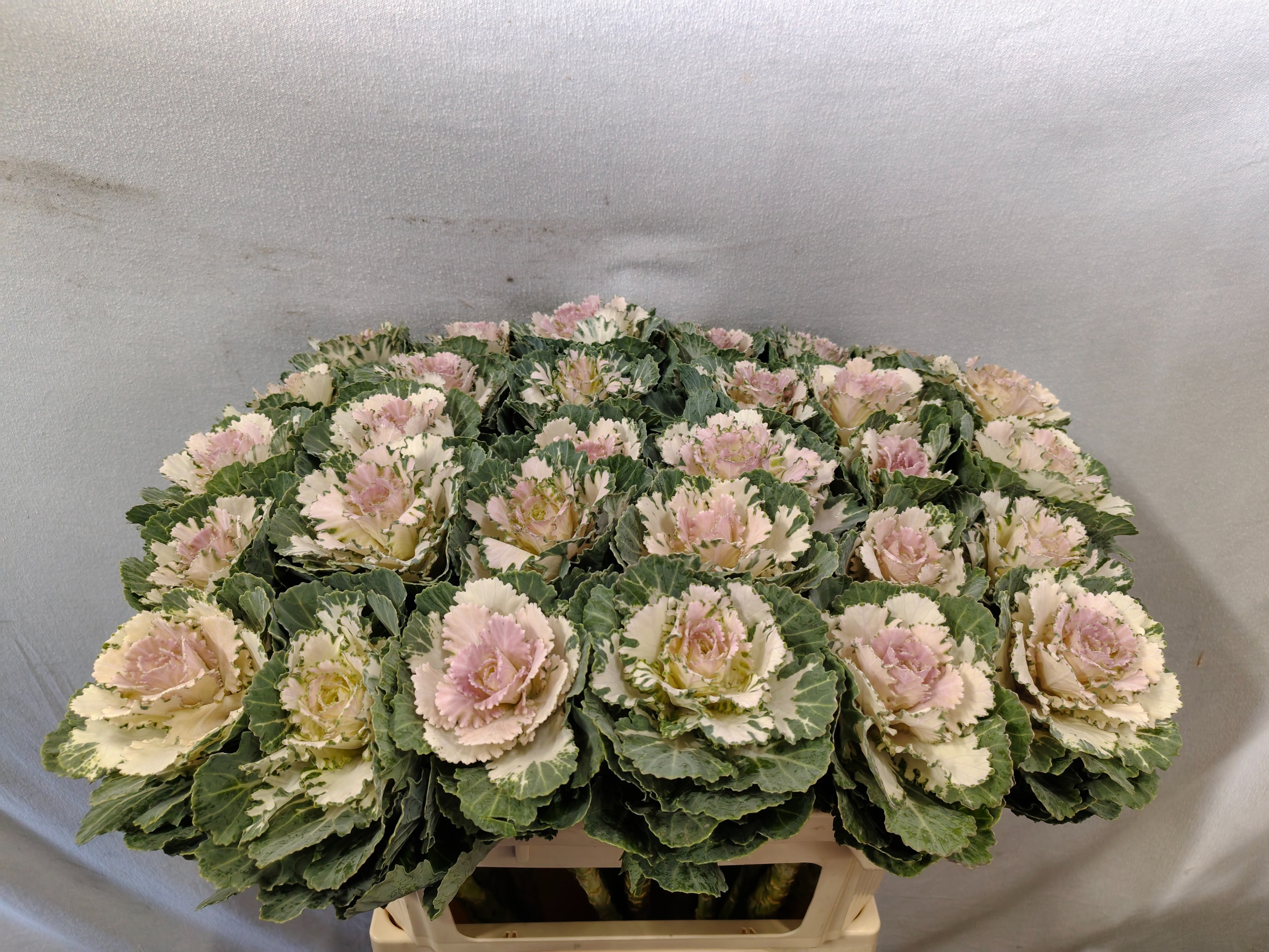 Brassica Akilina 70cm