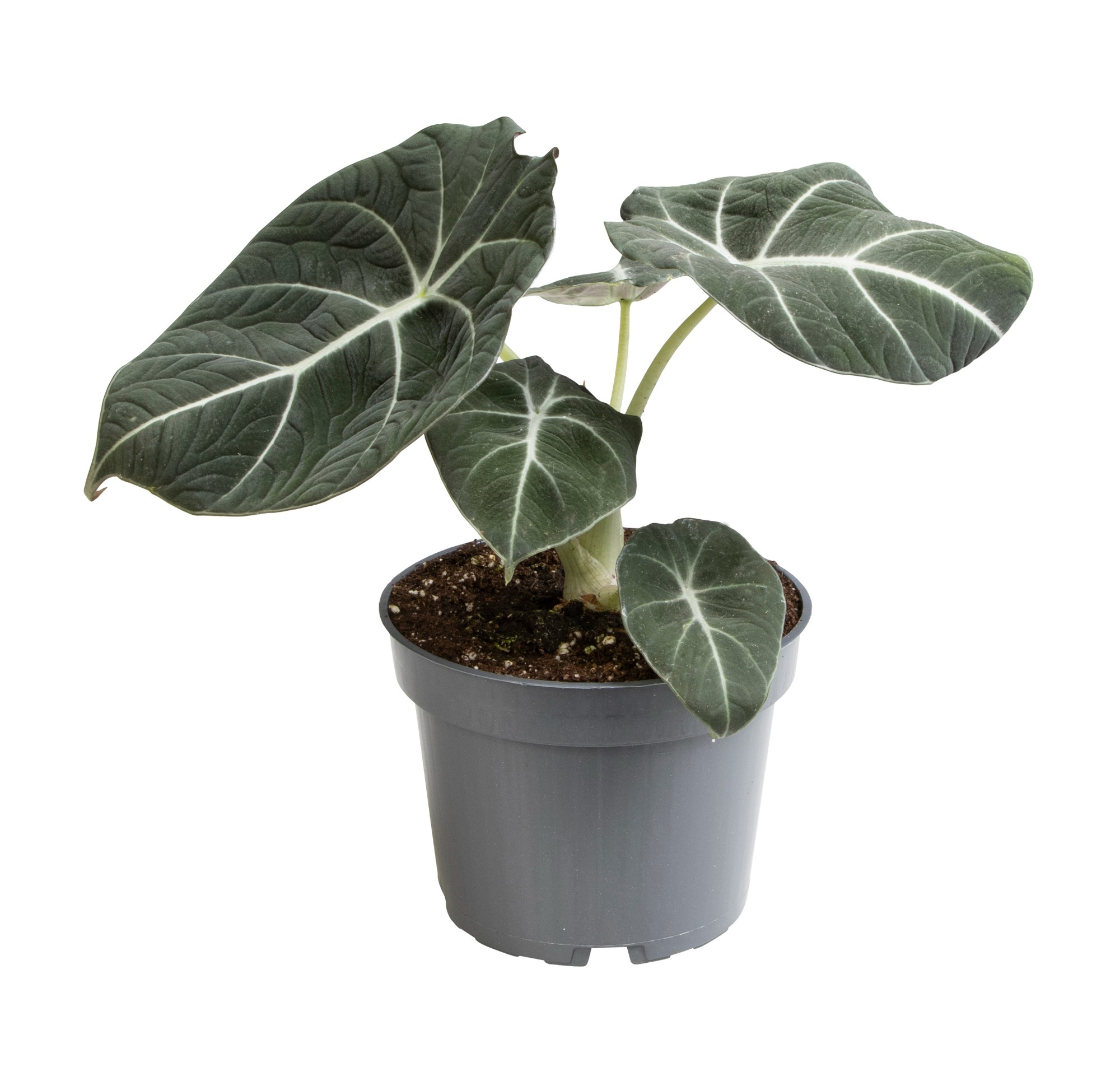 Picture of Alocasia Black Velve P12 20CM