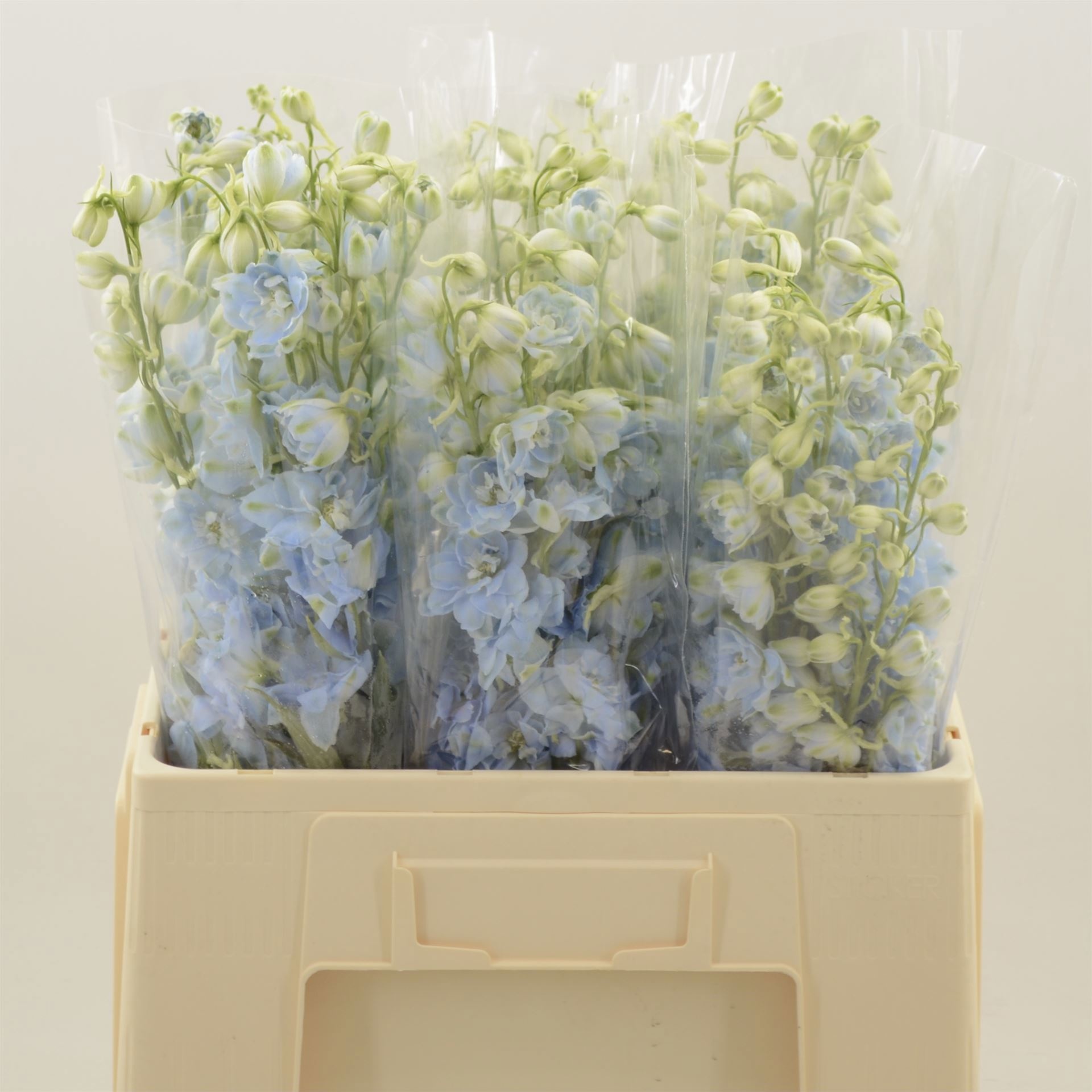 Delphinium El Dewi Boy 60cm